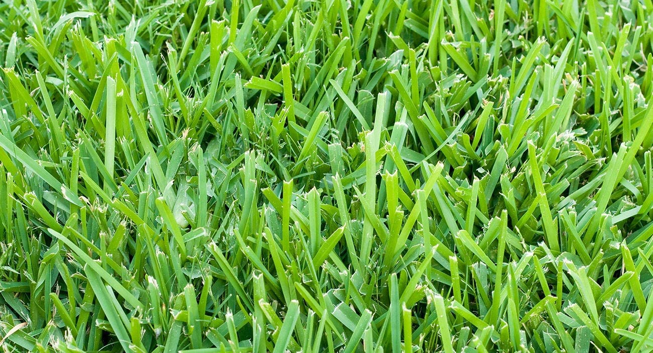 St. Augustine 'Floratam' 3 Inch Sod Plugs - 54 Extra Large Live Grass Plugs - Drought, Salt & Shade Tolerant Turf Grass for Lawns, Landscaping & Coastal Areas