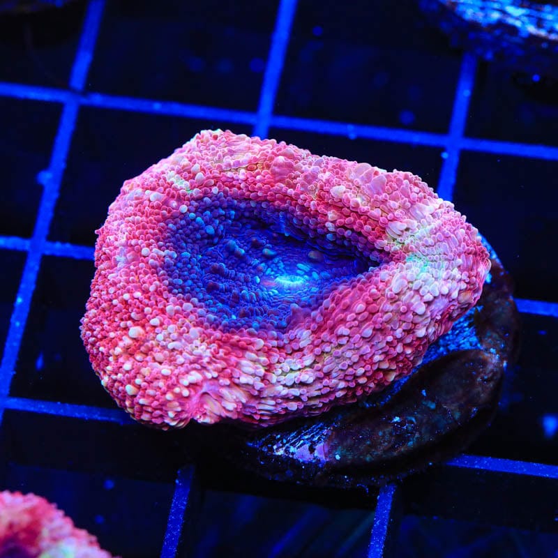 Buy Cherry Pie Bowerbanki Coral - Vibrant Pink Coral for Saltwater Aquariums | Perfect for Reef Tanks, Marine Decor & Aquatic Displays