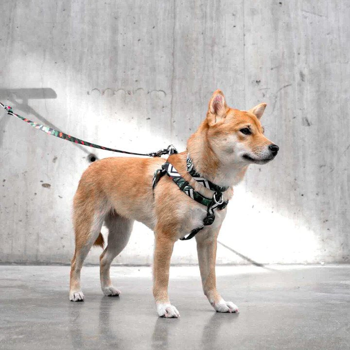 Premium Reflective Dog Leash - Strong Nylon Pet Walking Lead with Comfortable Padded Handle for Small Medium Large Dogs - Perfect for Night Walks, Jogging & Outdoor Adventures