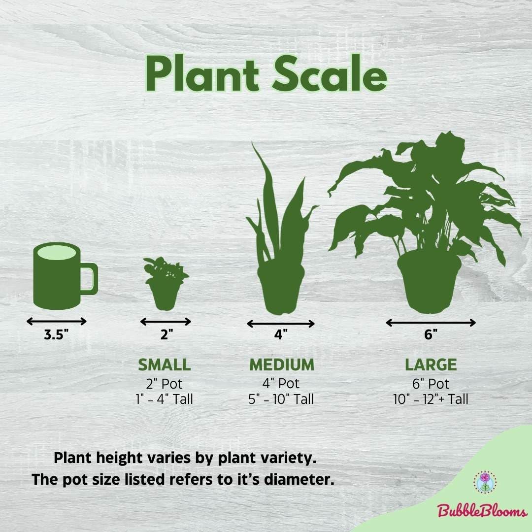 Gasteria Pillansii 'Green Dragon' Succulent Plant - 2 Inch Pot, Smooth Leaves, Low Maintenance Indoor Houseplant - Perfect for Home Decor, Office Desk, and Gift Ideas