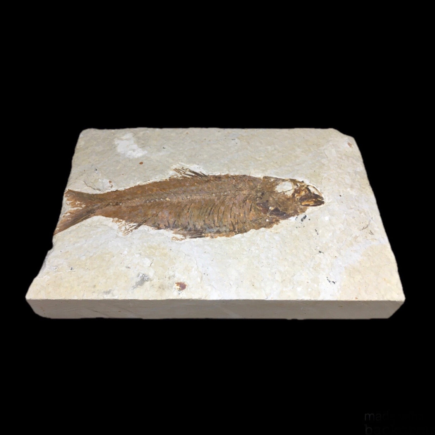 Knightia 1 - Premium Quality Fossil Fish Specimen for Collectors & Home Decor | Perfect for Science Education, Museum Displays & Unique Gifts