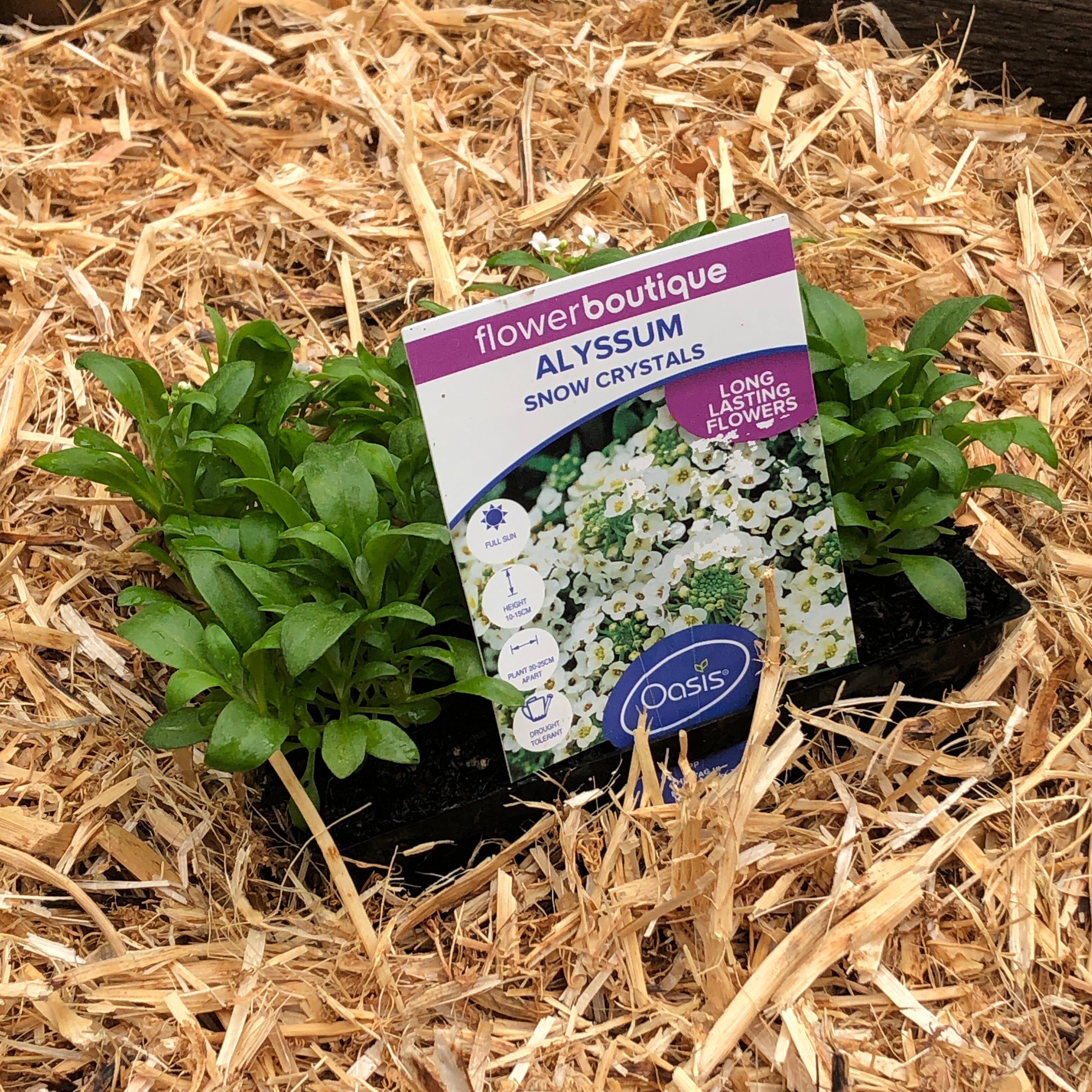 Alyssum 'Snow Crystals' - Fragrant White Flower Seeds for Garden, Landscaping & Borders | Perfect for Rock Gardens, Ground Cover & Pollinator-Friendly Yards