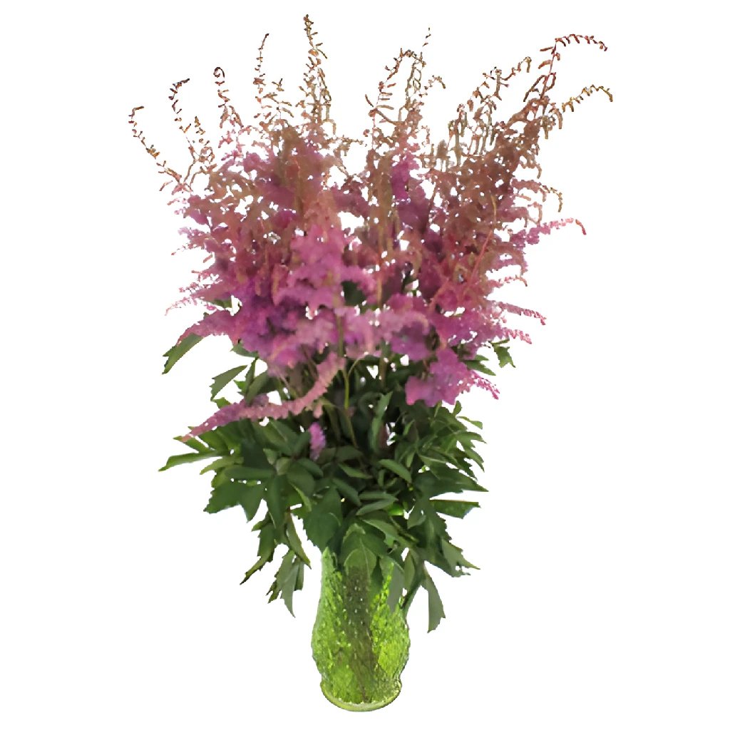 Amethyst Astilbe Perennial Flower - Purple Blooms from May to October | Perfect for Garden Borders, Shade Gardens & Floral Arrangements