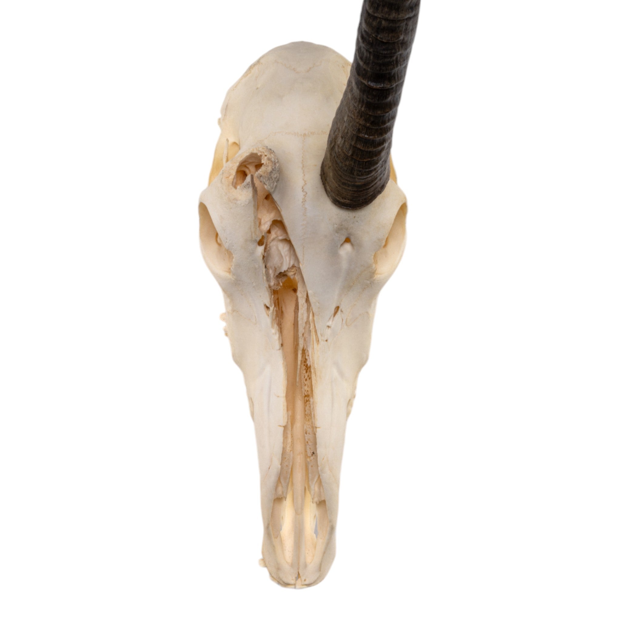 Real Sable Antelope Skull with Mandible - Authentic Taxidermy Specimen with Natural Pathology | Perfect for Home Decor, Gothic Collections & Educational Displays