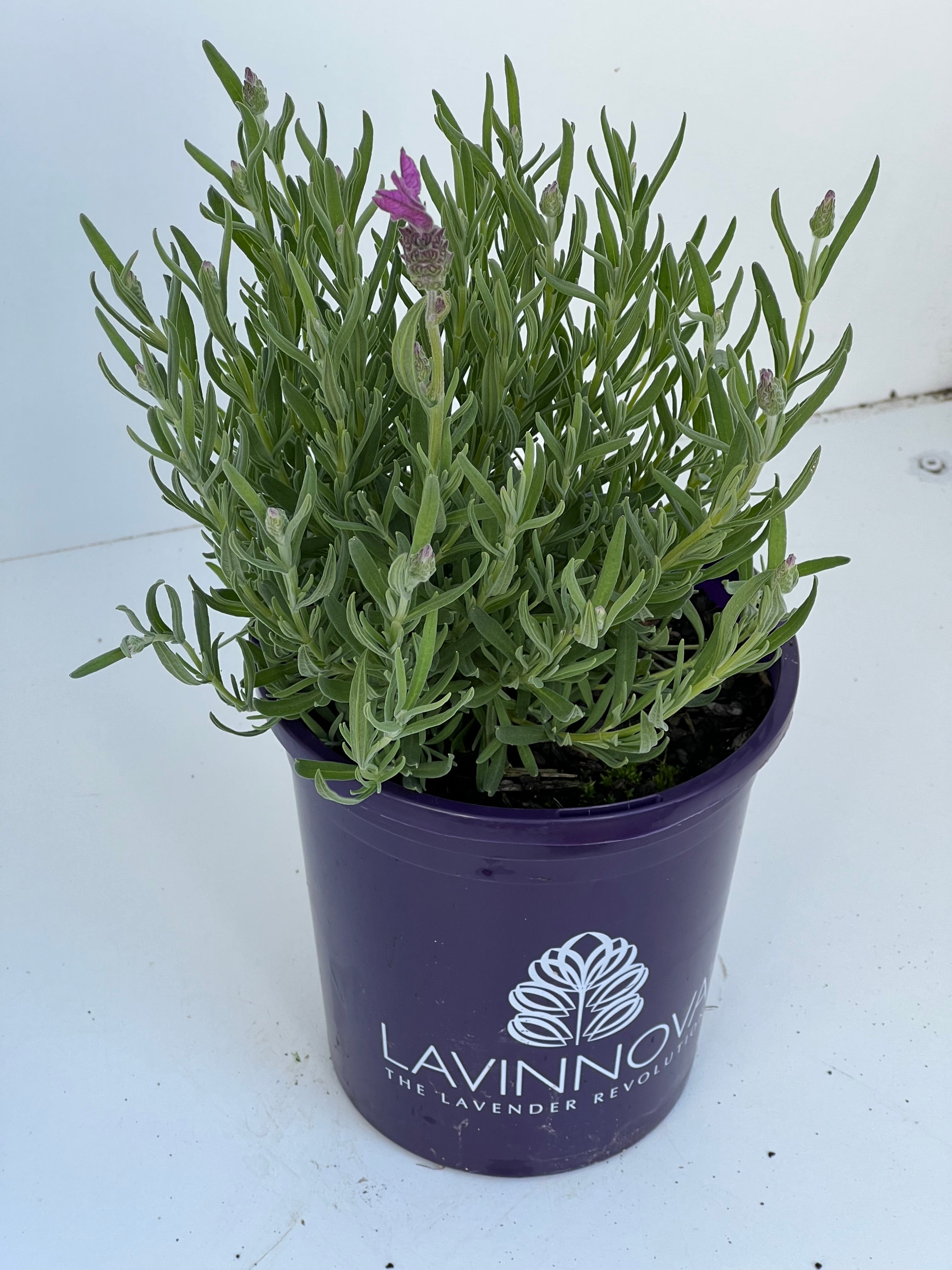 Lavinnova 'The Princess Lavender' - Premium Lavender Scented Candle for Home Relaxation, Spa & Romantic Ambiance