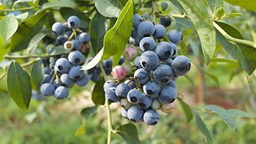 Premium Northern Highbush Blueberry Plants - 2 Year Old, 18-24