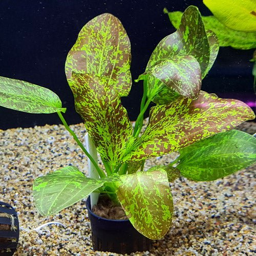 TCulture Echinodorus Green Flame Aquatic Plant - Live Freshwater Aquarium Plant for Fish Tanks, Ponds & Aquatic Gardens - Perfect for Aquascaping & Natural Habitat Decoration