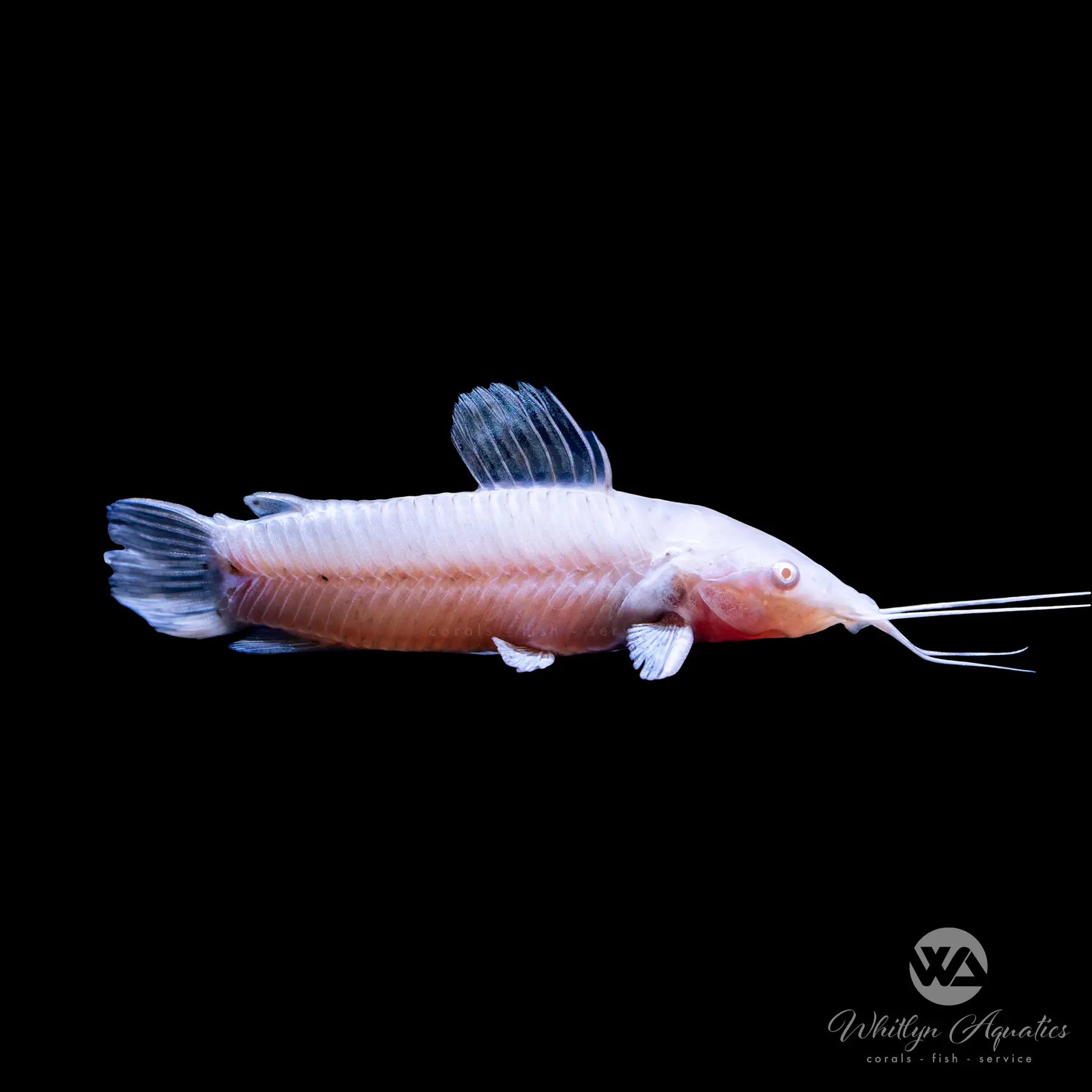 Albino Hoplo Catfish (Megalechis thoracata) - Rare Freshwater Aquarium Fish for Tropical Tanks - Perfect for Community Aquariums and Fish Breeding