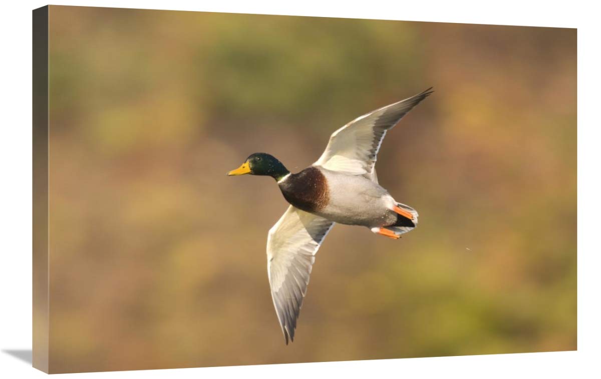 Global Gallery Mallard Male Flying Canvas Art Print - Kellogg Bird Sanctuary Michigan - 30x20 Inches Wall Decor for Living Room, Bedroom & Office