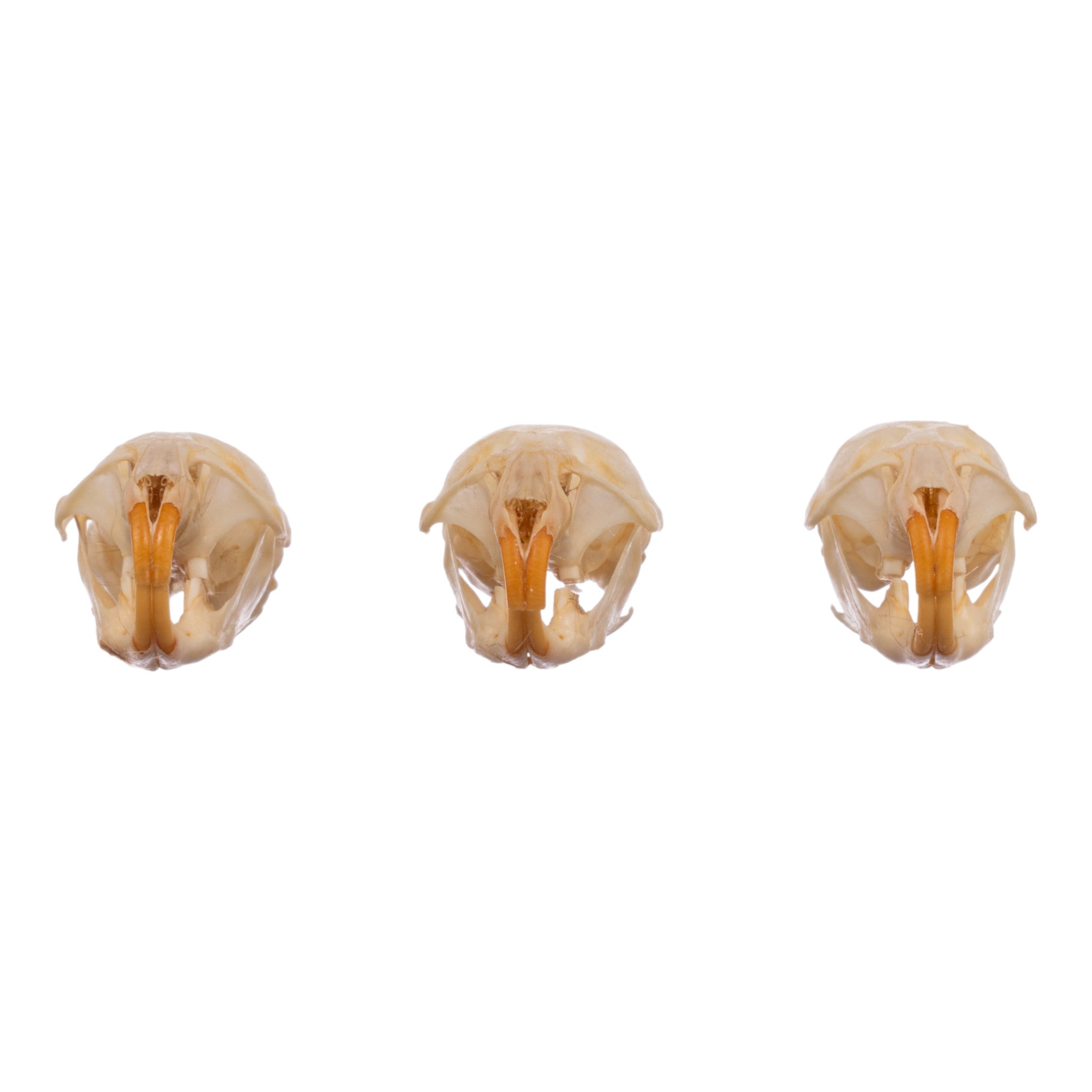 Authentic Real Meadow Vole Skull Specimen - Natural Science Collection, Taxidermy Display, Oddity Cabinet Decor - Perfect for Biology Study, Gothic Home Decor & Horror Themed Displays