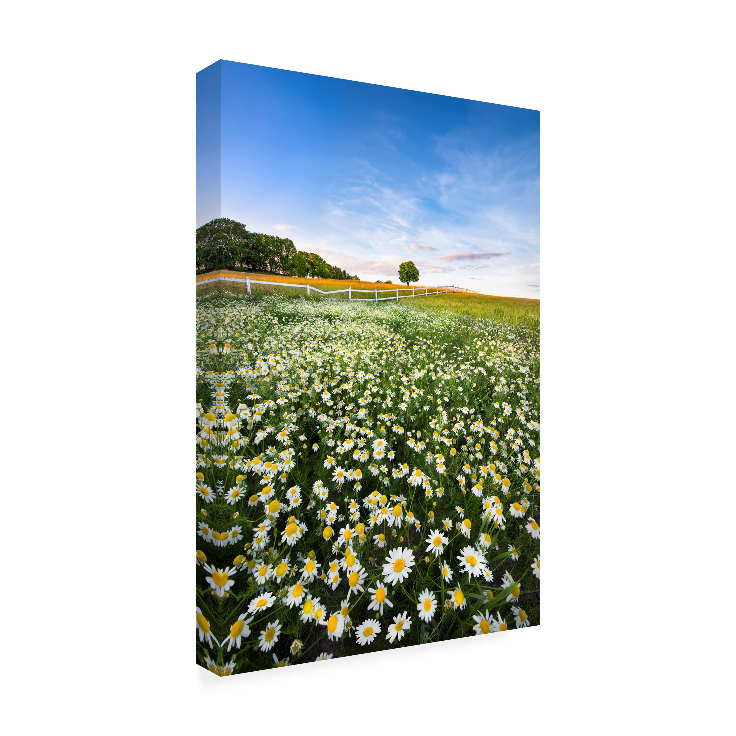 Christian Lindsten 'Daisy Field In Sweden' Canvas Wall Art Print - Scandinavian Home Decor for Living Room, Bedroom & Office