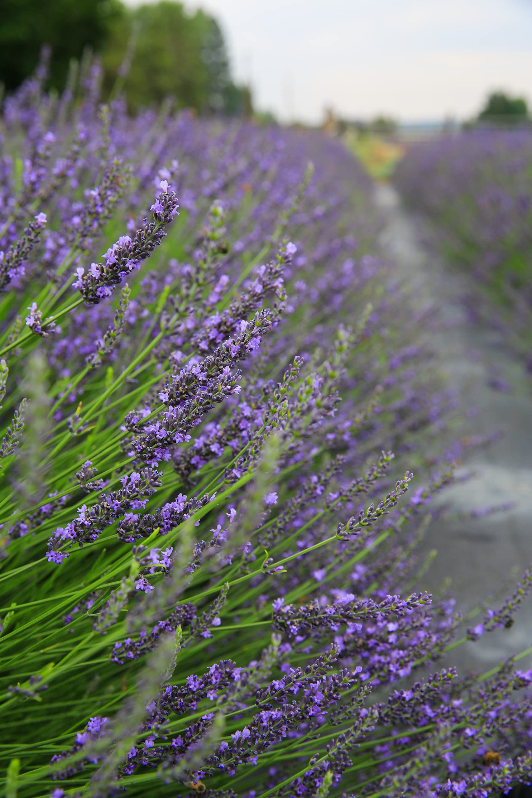Victoria's Lavender Aromatherapy Body Mist Spray - Soothing After Sun Recovery Spray with Aloe Vera & Lavender Oil - Hydrating Moisturizer for Sunburn Relief, 4oz (120ml) - Perfect for Post-Sun Care, Spa Days & Summer Skin Hydration
