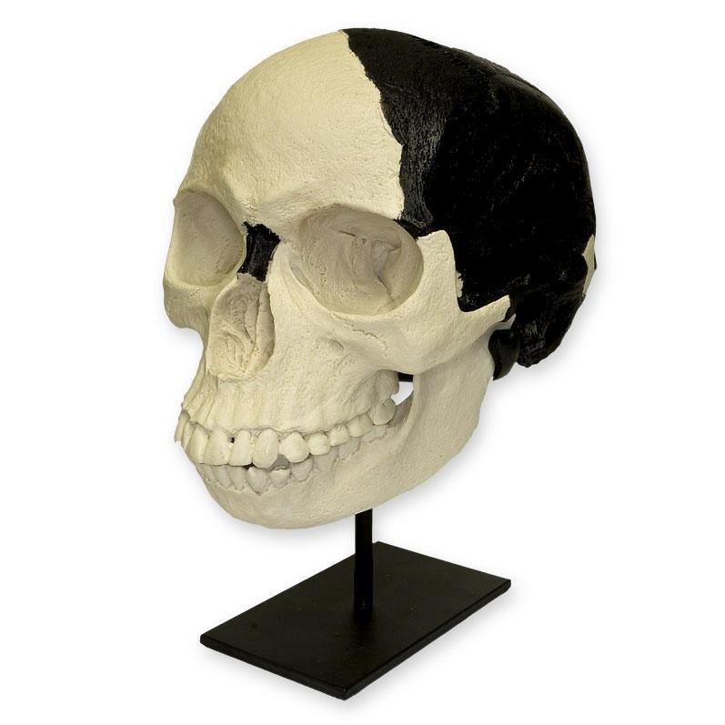 Authentic Replica Piltdown Man Skull - Fossil Collectible for Anthropology Enthusiasts & Science Education | Perfect for Museum Displays, Classroom Teaching, and Historical Collections