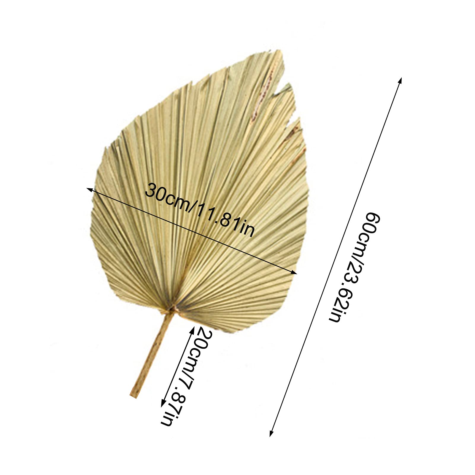 Dried Palm Fan Leaves for Wedding Arch Decor, Party Wall Hanging, Window Reception & Home Art Decoration - Natural Boho Tropical Decor for Events, Parties & Home Styling