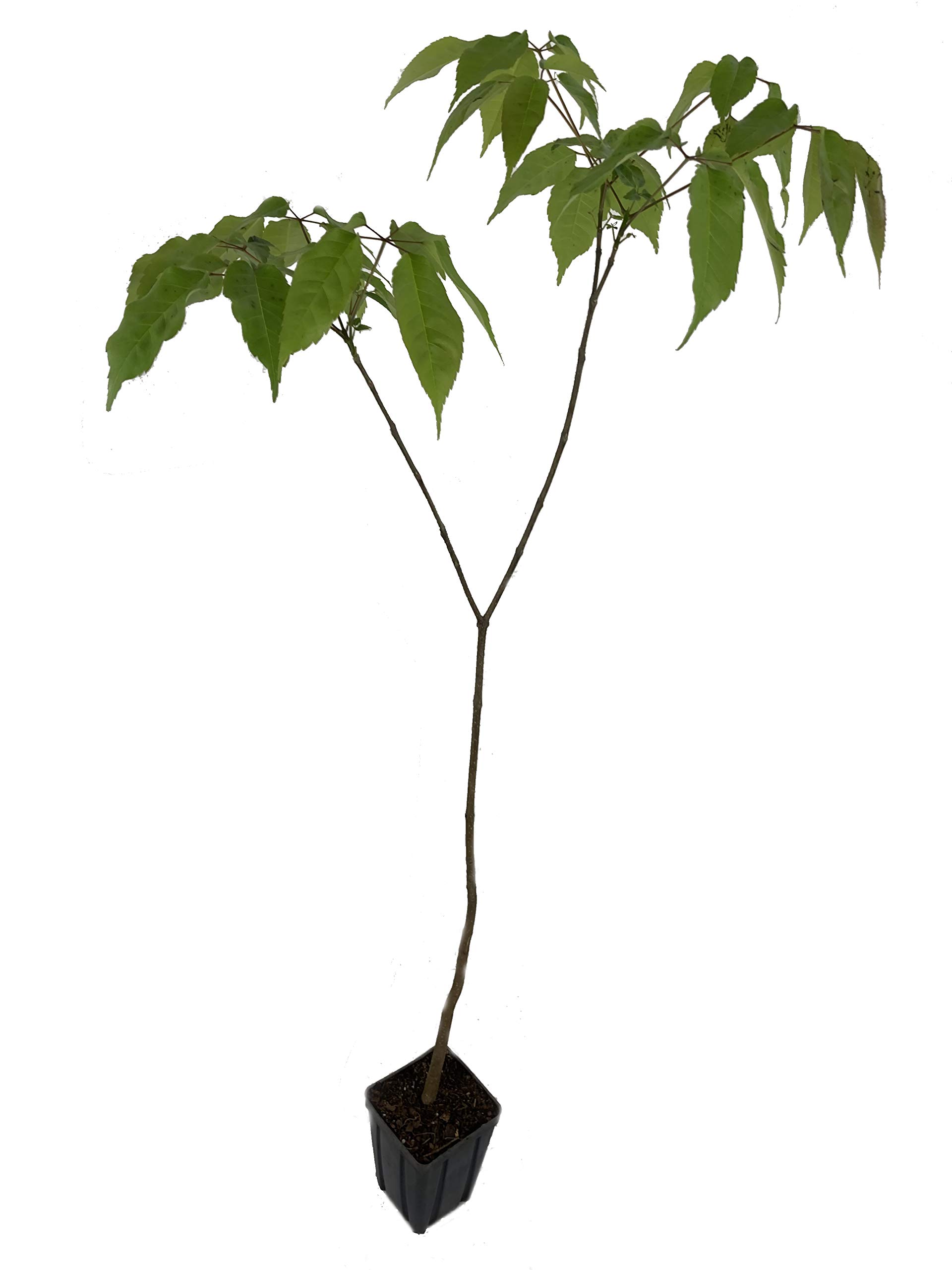 Purple Tabebuia Trumpet Tree (Tabebuia Impetiginosa) - 5 Live Plants in 4 Inch Pots - Beautiful Flowering Tree for Landscaping, Gardens & Outdoor Decor