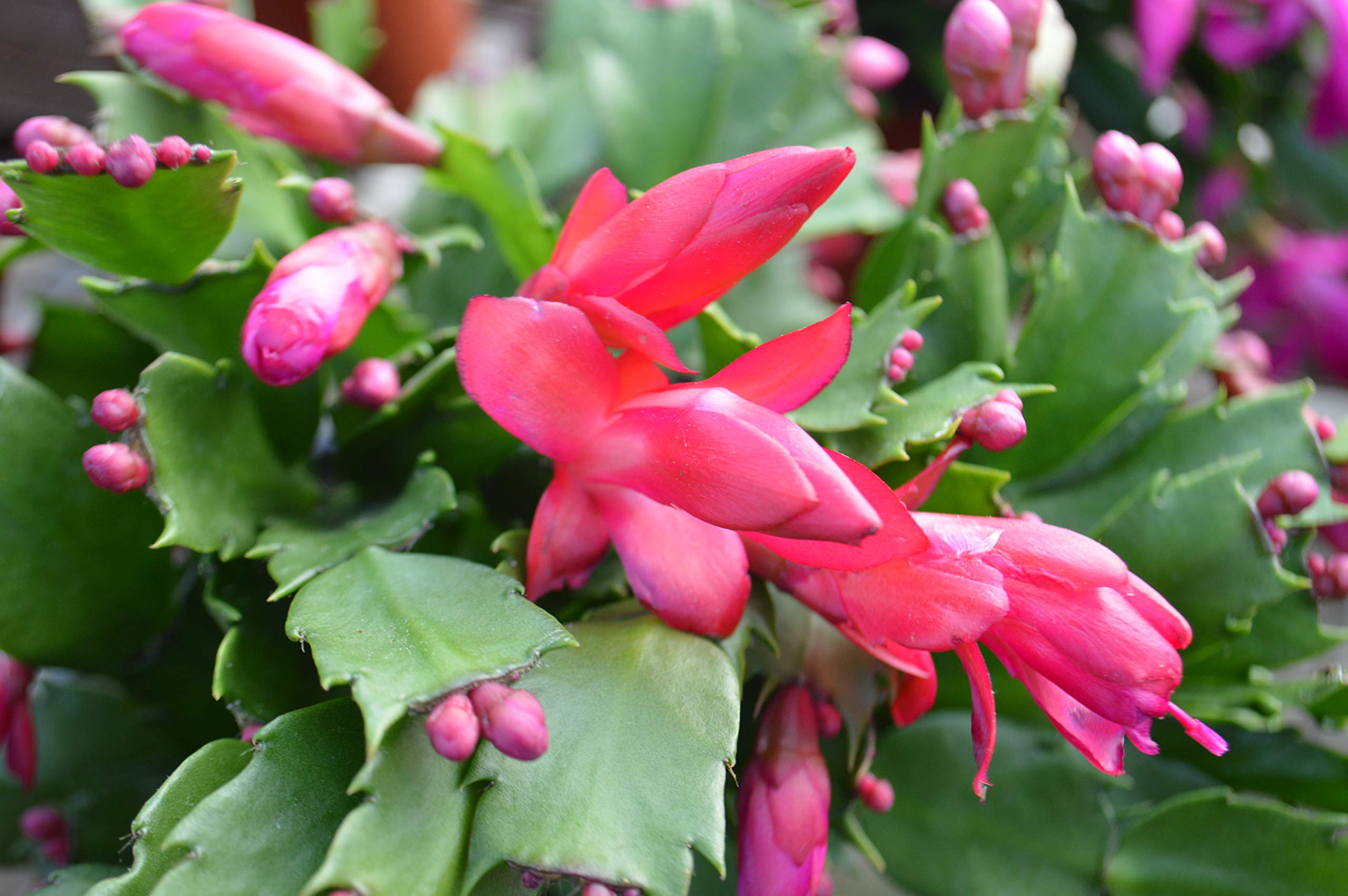 Christmas Cactus Plants (Schlumbergera Bridgesii) - 5 Live Indoor Tropical Succulents in 4 Inch Pots - Perfect for Home Decor, Office Plants & Holiday Gifts