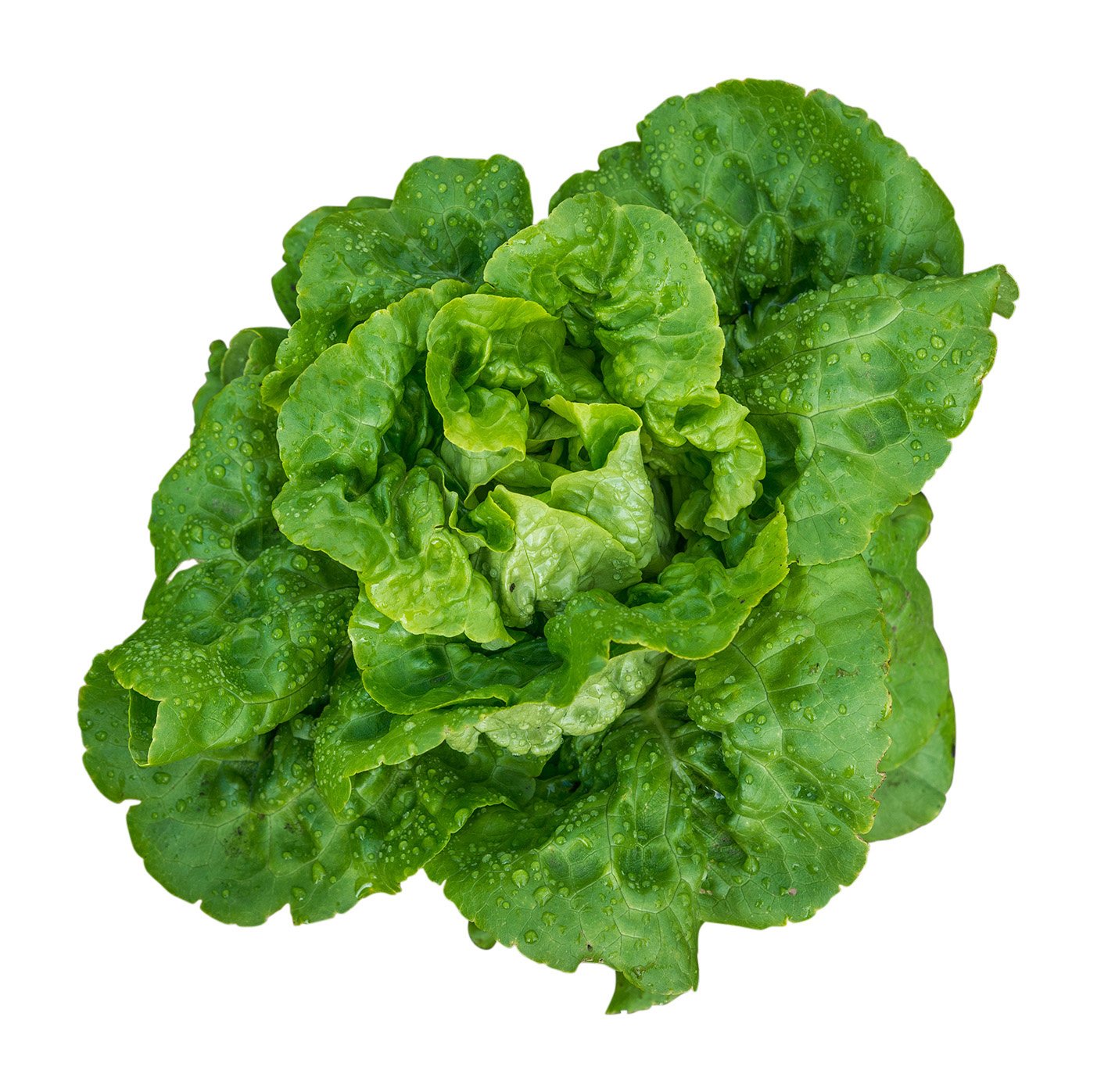 Organic Burpee Buttercrunch Hybrid Lettuce Seeds - 1100 Seeds Pack for Fresh Salads, Home Gardening & Hydroponic Growing