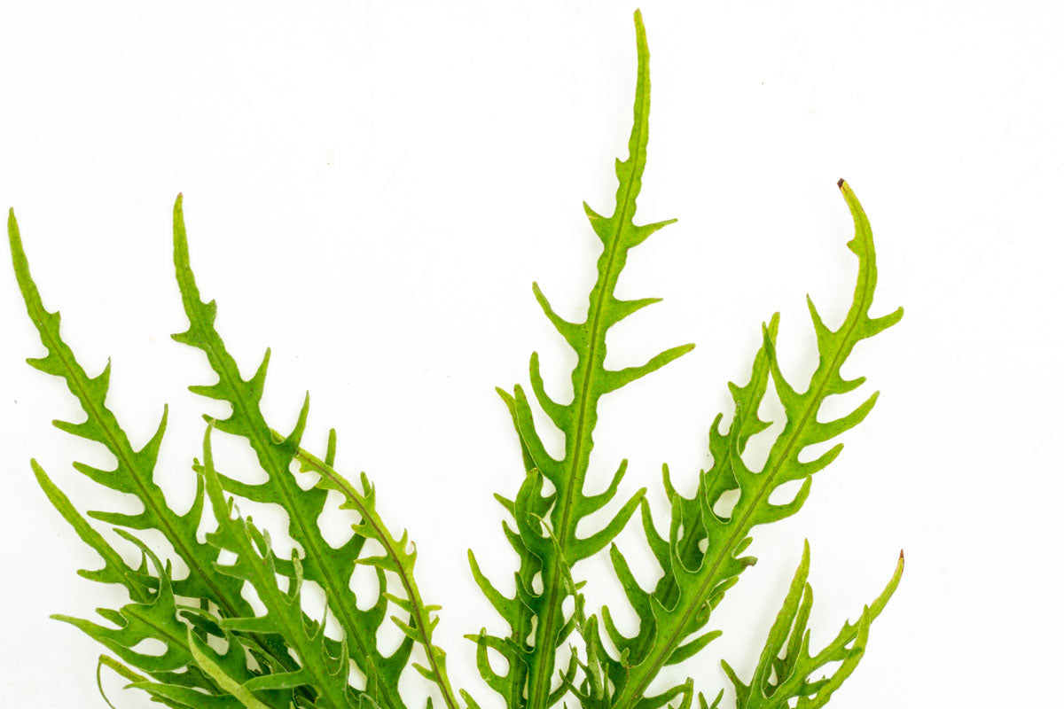 Labisia Pinnatifidum Green - Premium Herbal Plant for Natural Remedies & Wellness - Perfect for Home Gardens, Herbal Teas, and Traditional Medicine