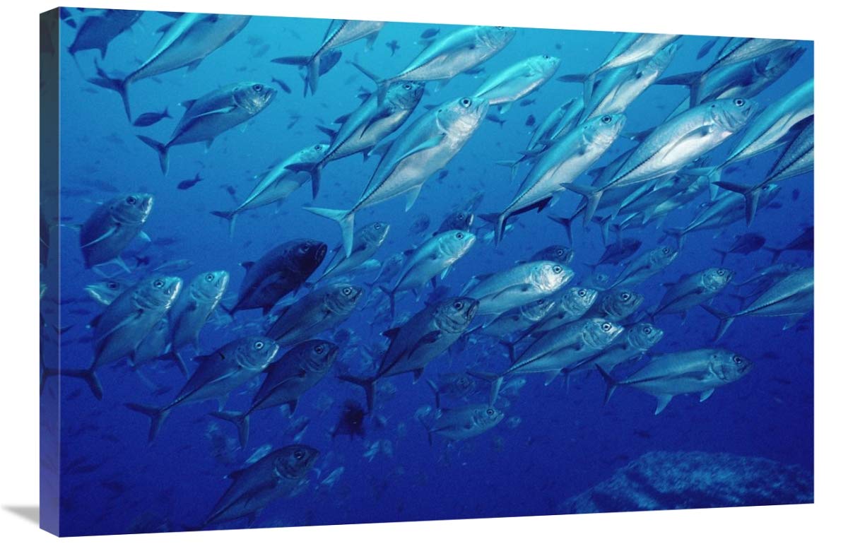 Global Gallery Cavalla School Off Cocos Island Costa Rica Canvas Wall Art Print 36x24 Inches - Perfect for Living Room, Bedroom & Office Decor
