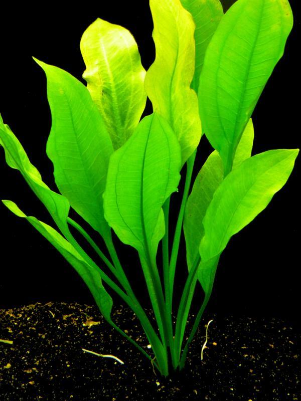 TCulture Echinodorus Americanus Live Aquarium Plant in Pot - Perfect for Freshwater Fish Tanks, Aquascaping & Aquatic Gardens