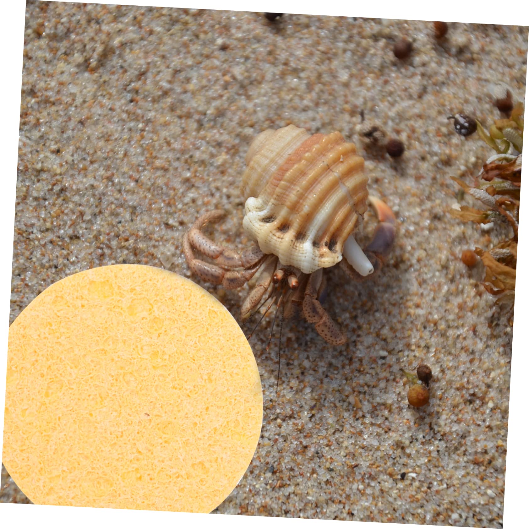 Premium Hermit Crab Cleaning & Drinking Sponges - 12 Pack Natural Safe Sponge Set for Pet Crab Habitat - Ideal for Terrarium, Cage & Tank Maintenance