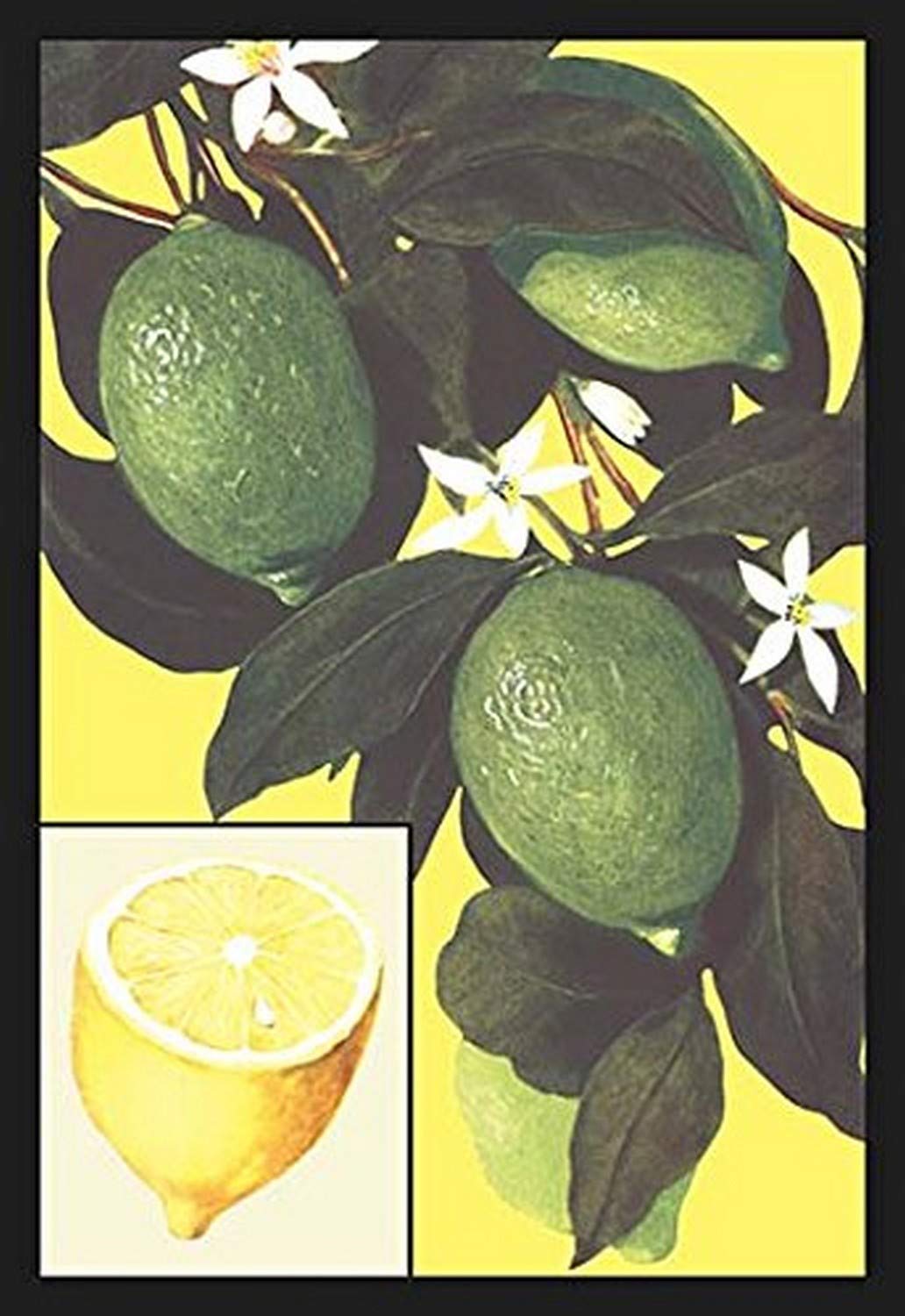 Buyenlarge 'Lemon' Art Print Poster - 20x30 Inches - Vibrant Kitchen Decor & Citrus-Themed Wall Art for Home, Cafe, or Restaurant Decorations