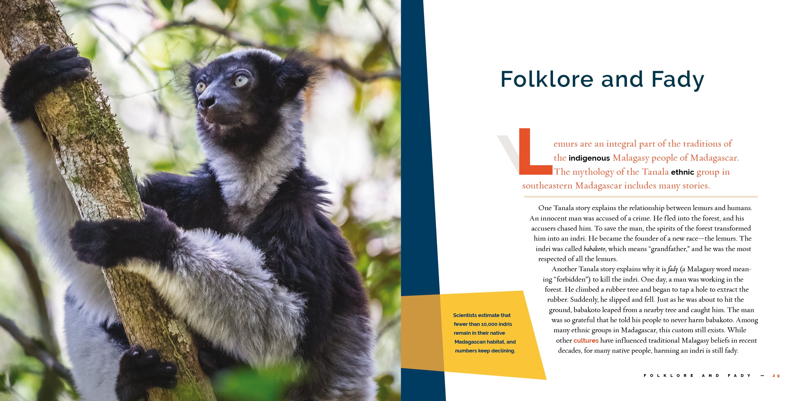 Lemurs Book 9781640267909 - Wildlife Education, Animal Facts & Nature Exploration for Kids & Adults - Perfect for School Projects, Home Learning & Animal Lovers