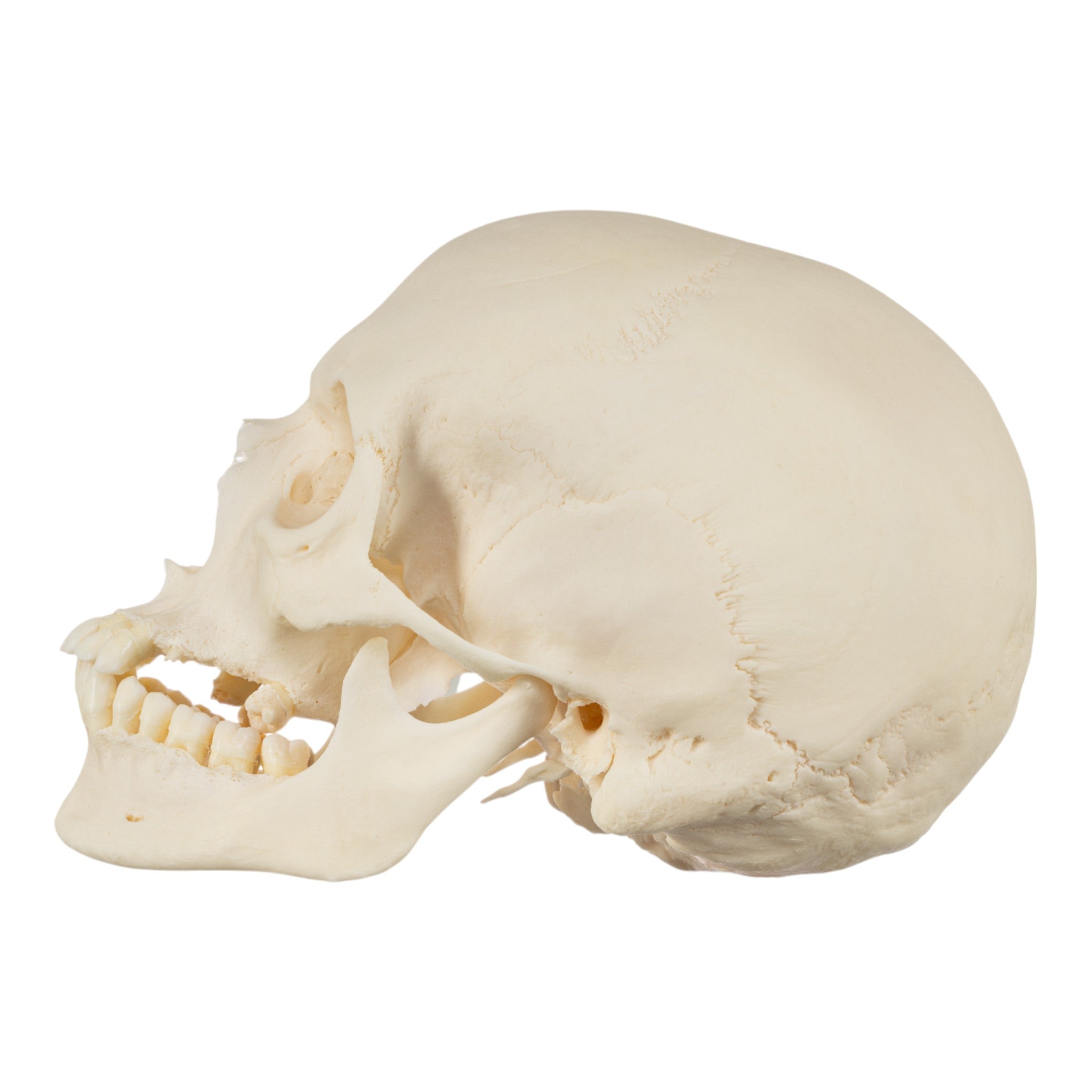 Premium Disarticulated Human Skeleton Model - Anatomically Accurate for Medical Education & Research | Perfect for Classroom, Lab & Medical Training