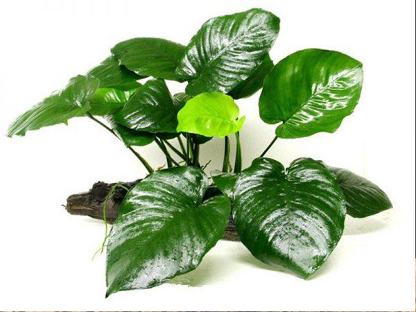 TCulture Anubias Barteri Broad Leaf Live Aquarium Plant on Driftwood (15cm) - Perfect for Fish Tanks, Aquascaping & Aquatic Decor
