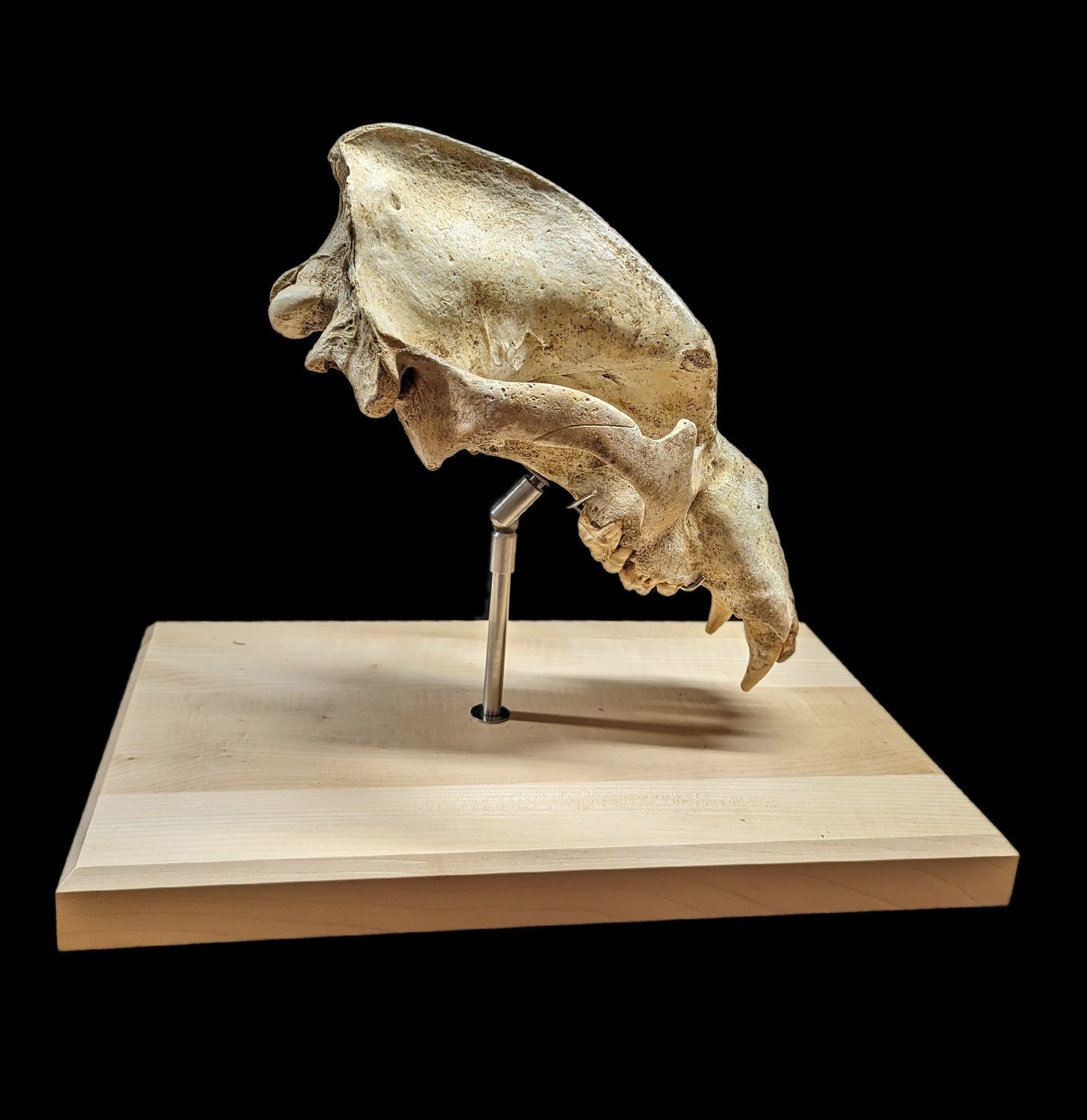 Authentic Cave Bear Skull Replica with Display Stand - Perfect for Home Decor, Educational Display, and Paleontology Enthusiasts