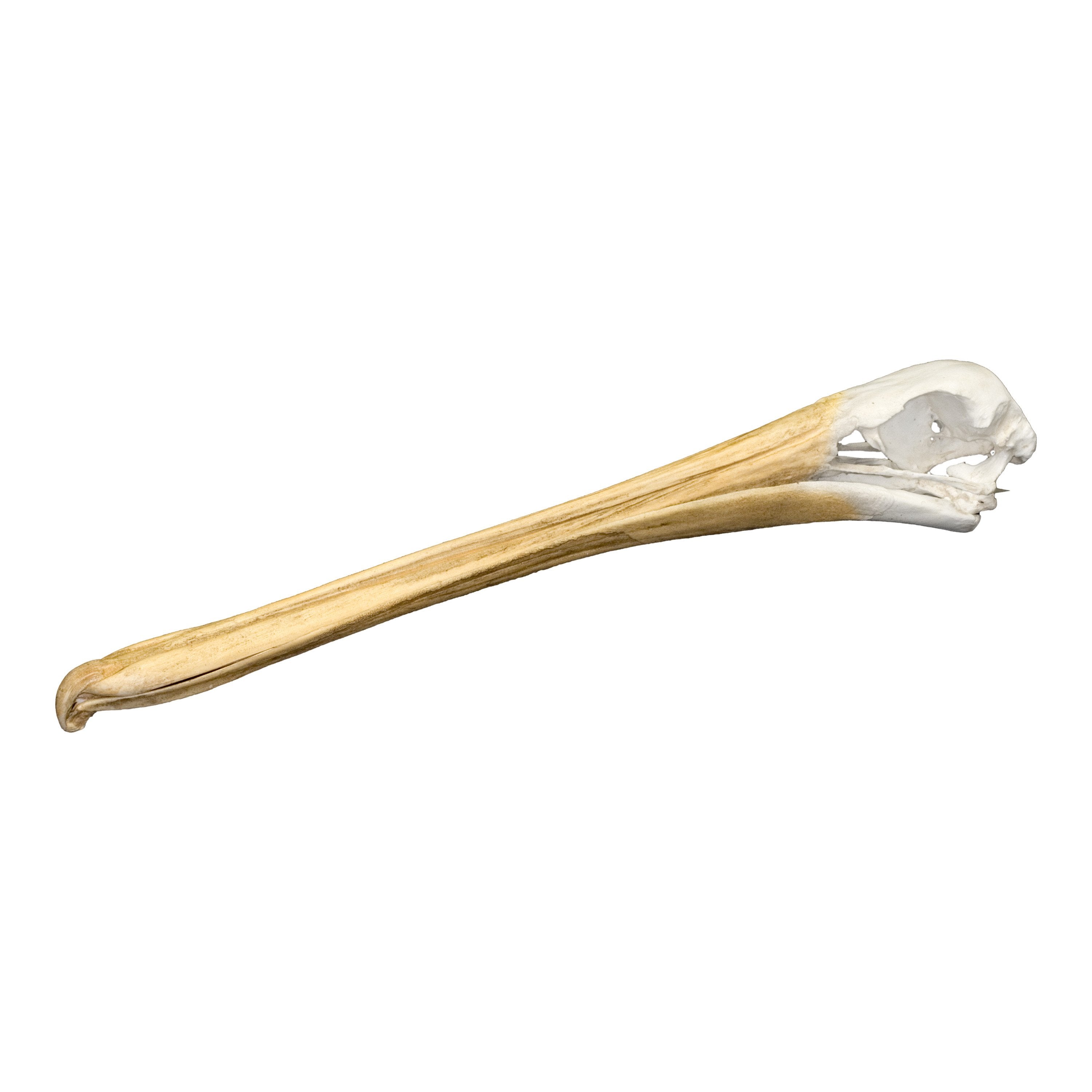 Authentic Replica Brown Pelican Skull - Lifelike Decoration for Home, Office, or Halloween Display | Unique Taxidermy Art & Gothic Decor