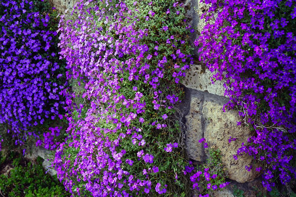 Purple Rock Cress Seeds - 250+ Perennial Flower Seeds for Ground Cover, Rock Gardens & Hanging Baskets - Low Maintenance, Drought Tolerant & Vibrant Purple Blooms - Perfect for Landscaping, Borders & Container Gardening