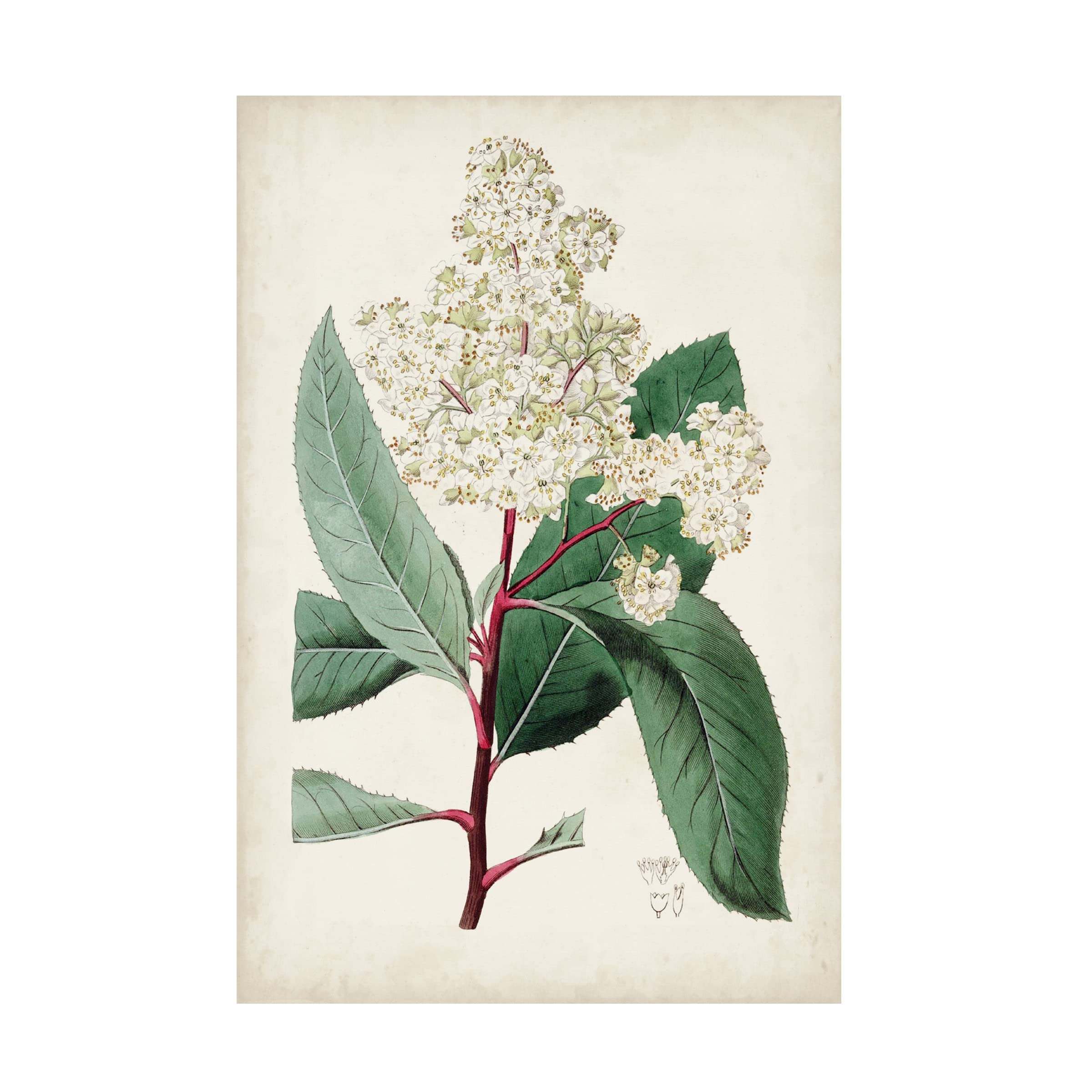 Trademark Fine Art 'Garden Gems X' by Curtis - Premium Canvas Wall Art for Home & Office Decor | Perfect for Living Room, Bedroom & Office Spaces