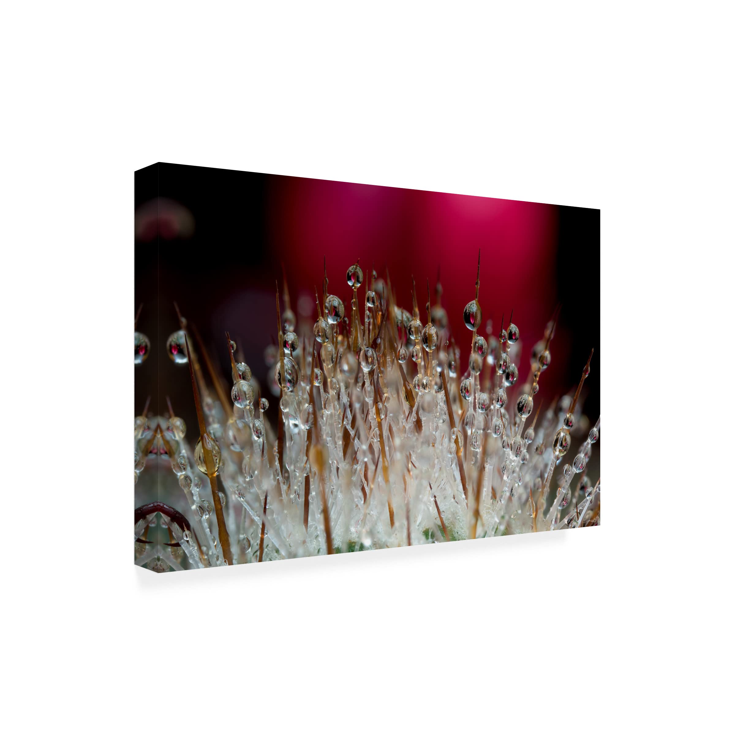Gordon Semmens 'Cactus Flowers 07' Canvas Wall Art Print - 16x24 Inches - Modern Desert Botanical Decor for Living Room, Bedroom & Office