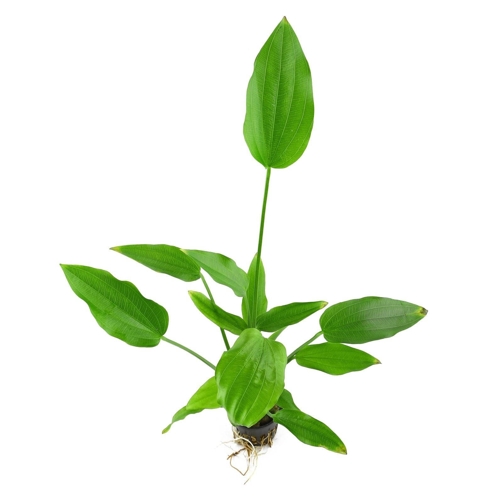 TCulture Echinodorus Palifolius Live Aquarium Plant - Freshwater Aquatic Plant for Fish Tank Decorations | Perfect for Aquascaping, Shrimp Tanks & Tropical Fish Habitats