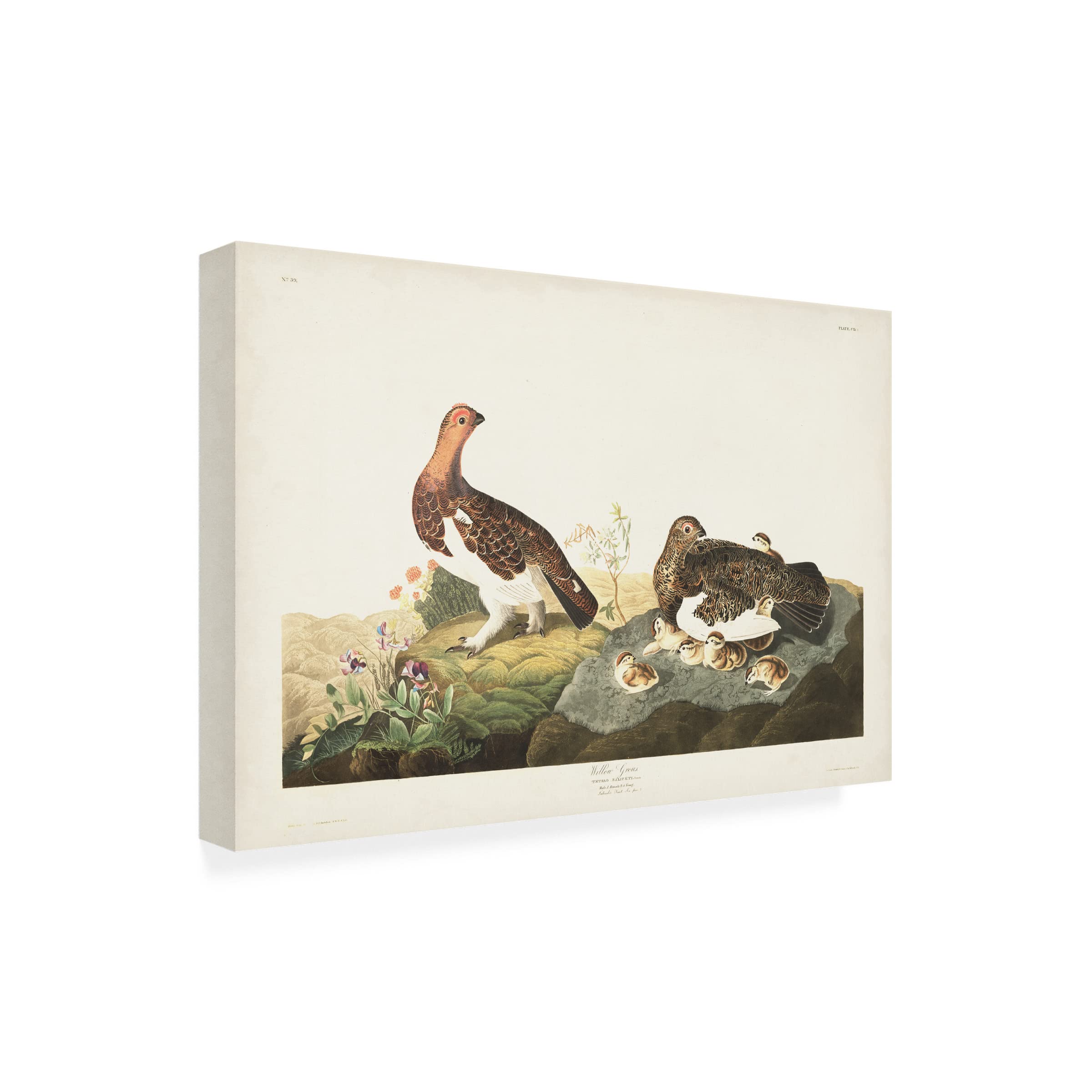 John James Audubon Willow Grouse Canvas Art Print - 22x32 Inches Framed Wildlife Bird Painting - Perfect for Living Room, Bedroom & Office Wall Decor