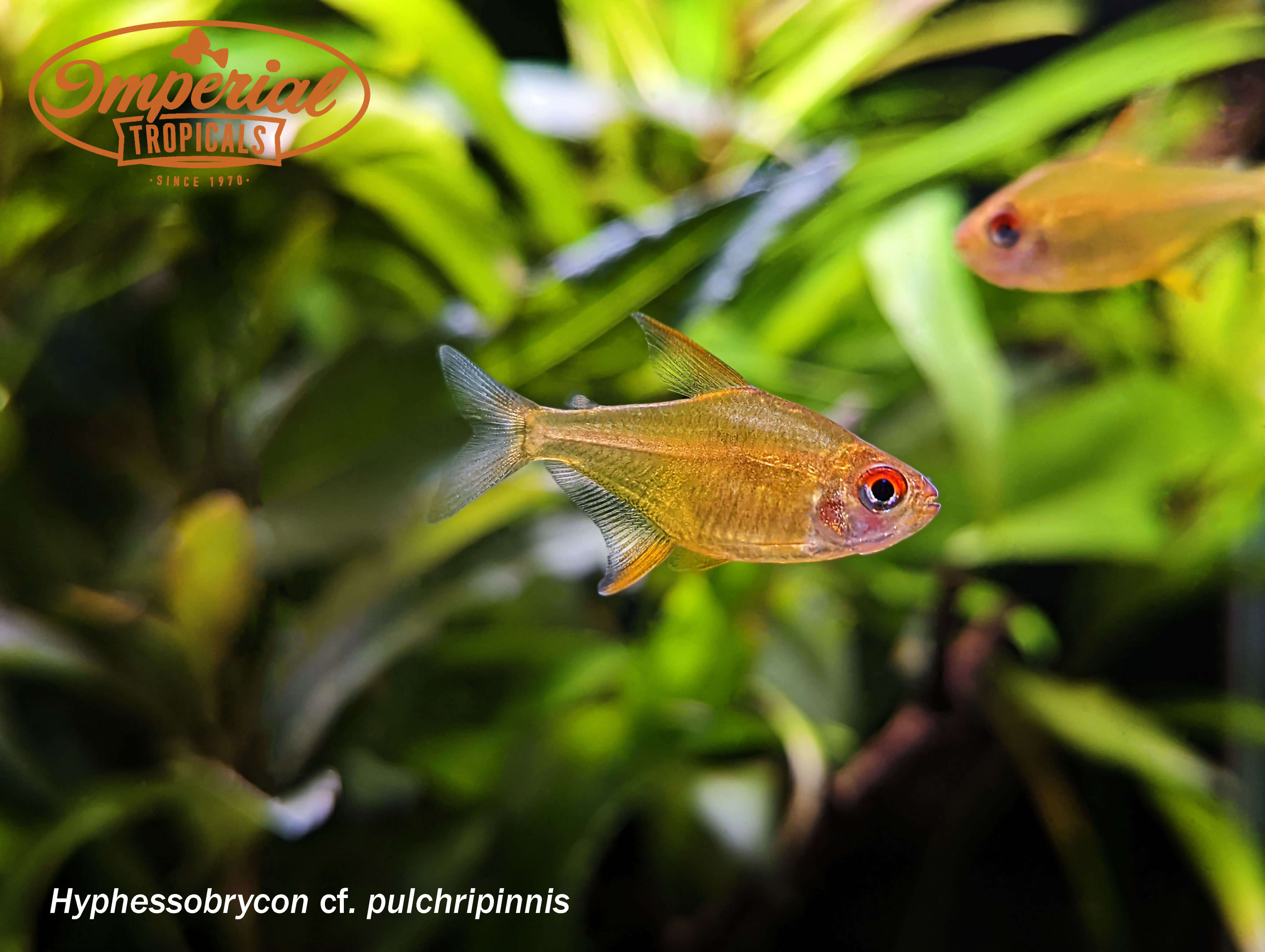 Freshwater Orange Lemon Tetra Fish - Vibrant Tropical Aquarium Fish for Home & Office Tanks | Perfect for Community Aquariums & Fish Breeding