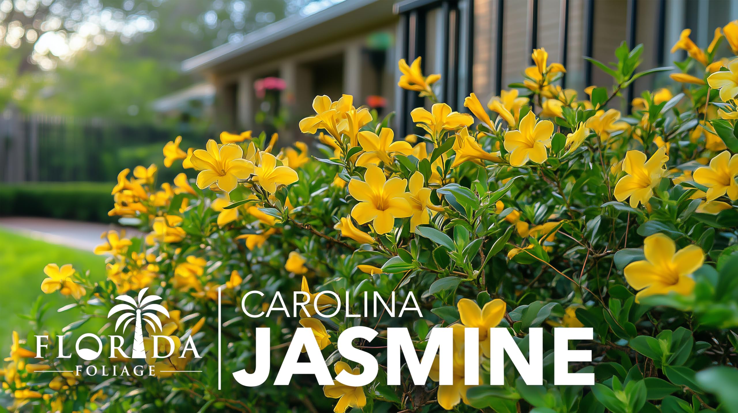 Carolina Jasmine 30 Live Plants - Gelsemium Sempervirens Fast Growing Flowering Vine for Trellis, Fence & Garden - Climbing Landscape Plants for Outdoor Decor & Privacy Screening