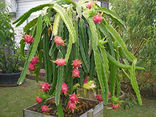 American Beauty Dragon Fruit Plant - Live Pitaya Vine Cactus for Home Garden, Indoor & Outdoor Planting | Fresh Fruit Production, Tropical Decor