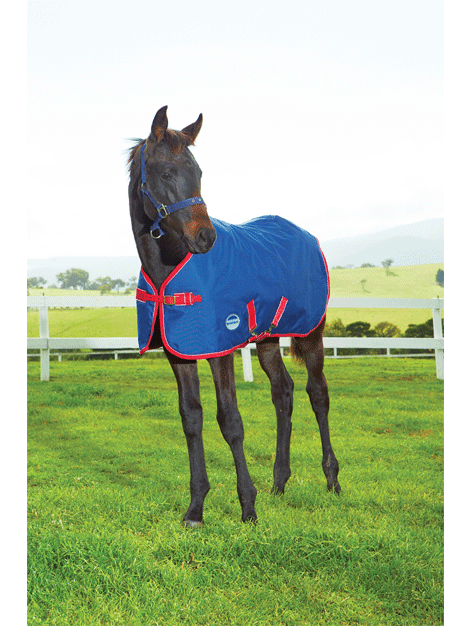Weatherbeeta 1200D Foal Rug - Heavy Duty Waterproof Horse Blanket for Foals - Perfect for Cold Weather & Outdoor Stable Use