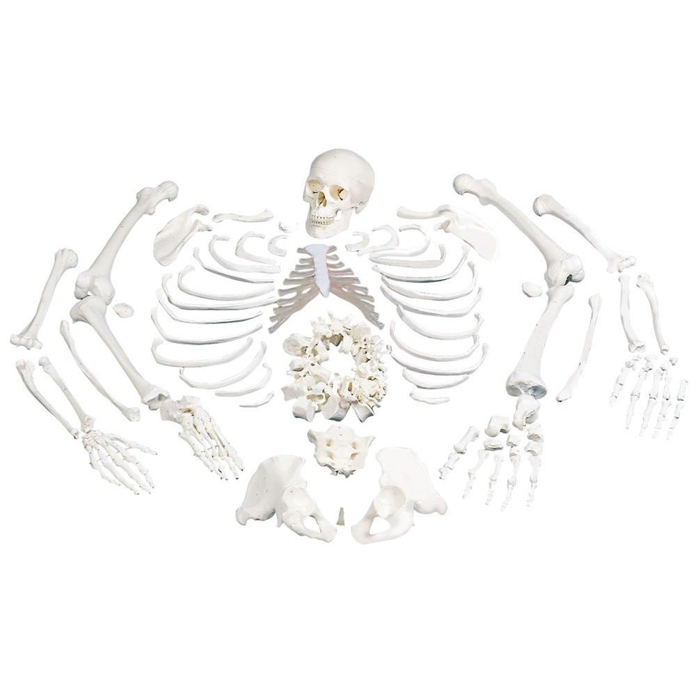 Premium Disarticulated Full Anatomical Skeleton Model with 3-Part Skull - Medical Education, Classroom Teaching, and Science Study Aid