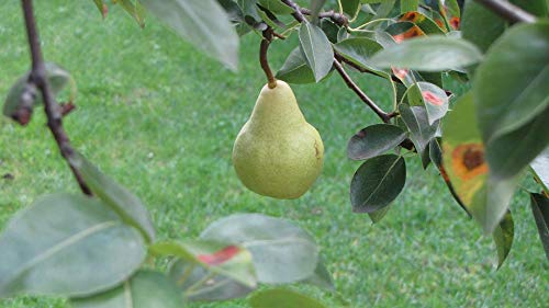 20x30 Inch Laminated Nature Pear Tree Poster - Vibrant Colors & High-Quality Print - Perfect for Home Decor, Kitchen, Office & Classroom Wall Art