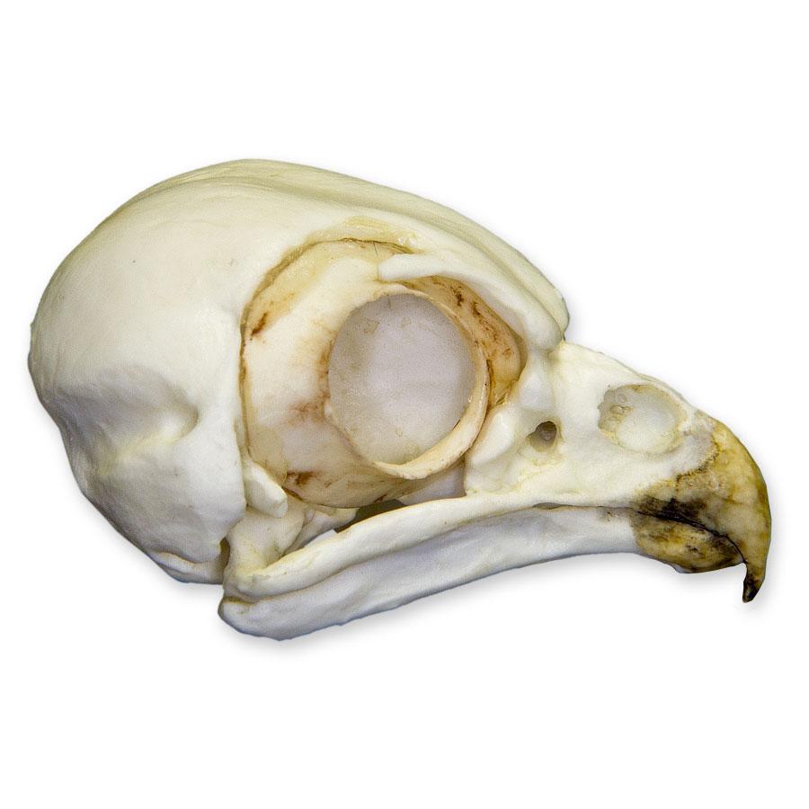 Authentic Replica Burrowing Owl Skull - Lifelike Detailed Animal Skull Model for Home Decor, Science Education & Halloween Props