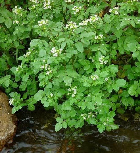 1000 FINE Curled Peppergrass Seeds - Lepidium Sativum (Peppercress/Watercress) - Organic Vegetable Sprouting Seeds for Salads, Sandwiches & Healthy Microgreens - Perfect for Home Gardening & Hydroponics