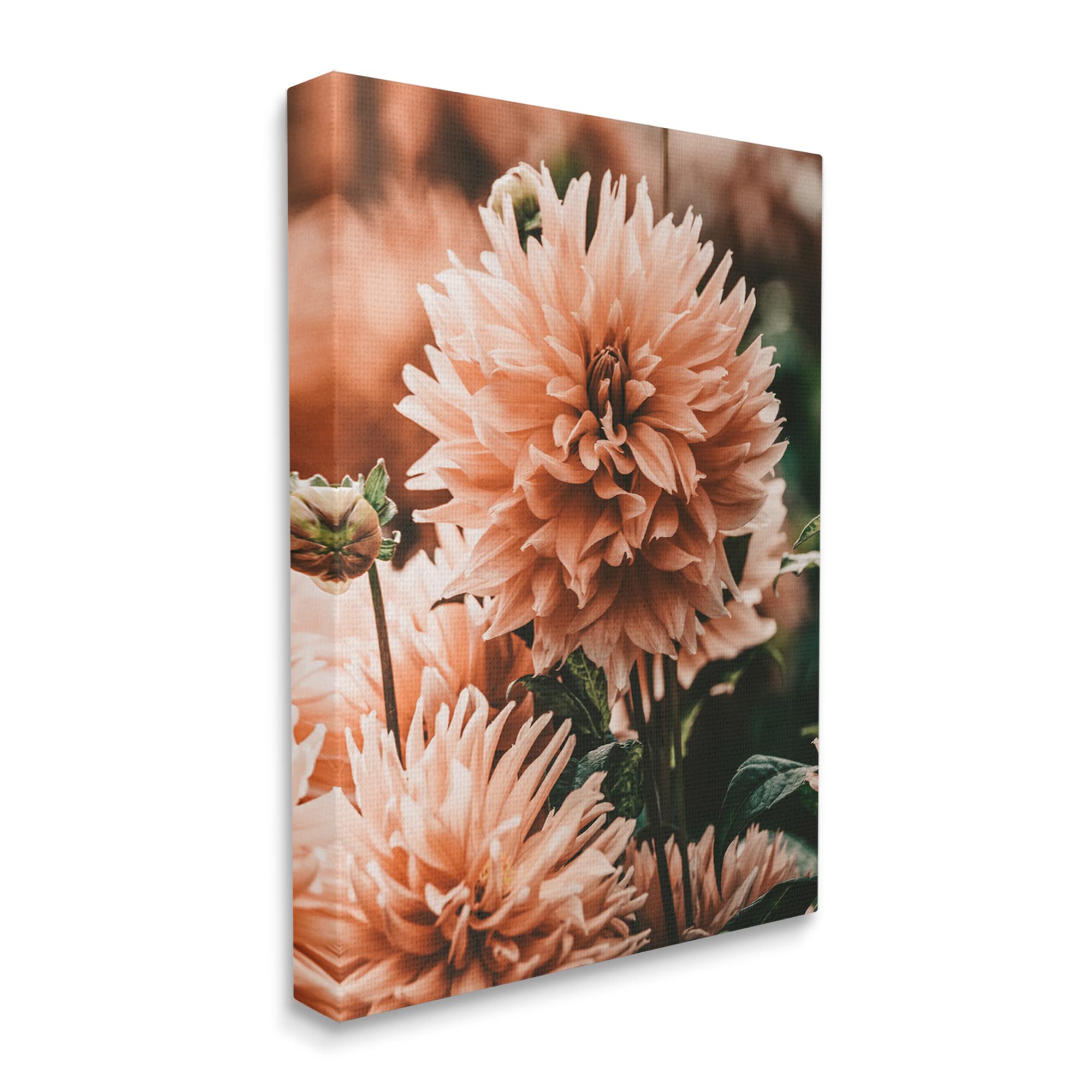 Stupell Industries Wild Pink Dahlias Spring Flowers Closeup Photography Wall Art - Floral Decor for Living Room, Bedroom & Office - Designed by Amy Brinkman