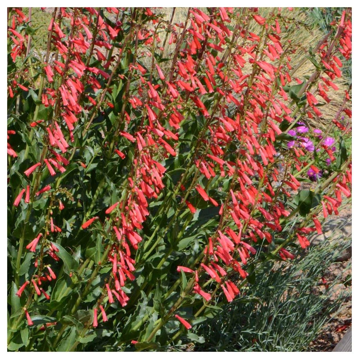 Everwilde Farms - 800 Eaton's Penstemon Native Wildflower Seeds - Gold Vault Seed Packet for Pollinator Gardens, Landscaping & DIY Projects