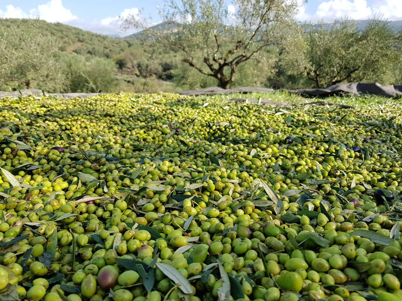 Premium Greek Extra Virgin Olive Oil - Makaria Terra, Koroneiki Variety, 2020/21 Harvest, 0.12% Acidity, Medium Intensity | NYIOOC Gold Award Winner | Single Origin, Family Farm | 5L Tin | Perfect for Salad Dressing, Dipping & Gourmet Cooking