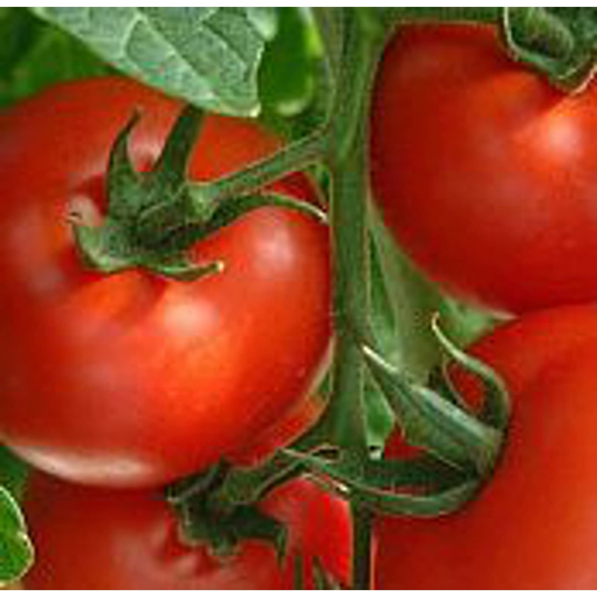 Jetsetter Tomato Seeds (20+ Seeds) | Non-GMO Heirloom Vegetable Seeds for Planting | Home Garden, Greenhouse, Backyard Farming | Perfect for Fresh Salads, Sauces & Canning