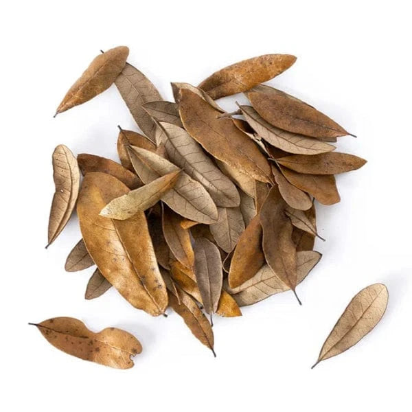Natural Live Oak Leaf Litter for Terrariums, Vivariums & Reptile Enclosures - Organic Substrate for Bioactive Setups, Amphibians & Insects Habitat
