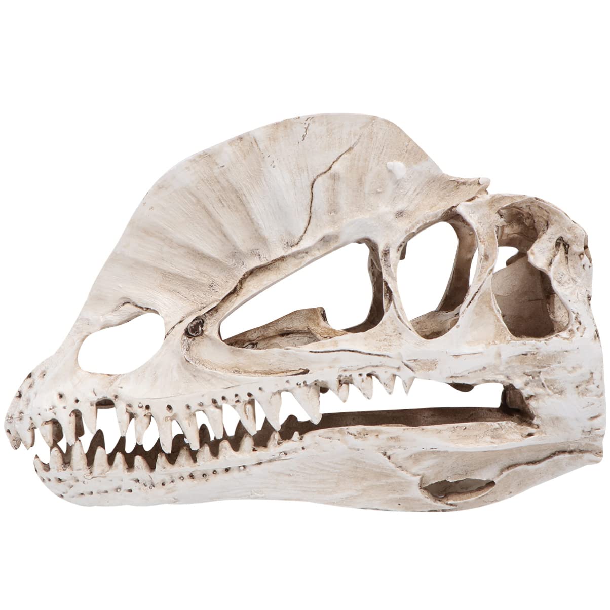POPETPOP Dinosaur Skull Model - Realistic Dinosaur Skeleton Replica, Dino Head Statue & Fossil Sculpture - High-Quality Resin Animal Skull Decor for Home, Office, or Classroom Display